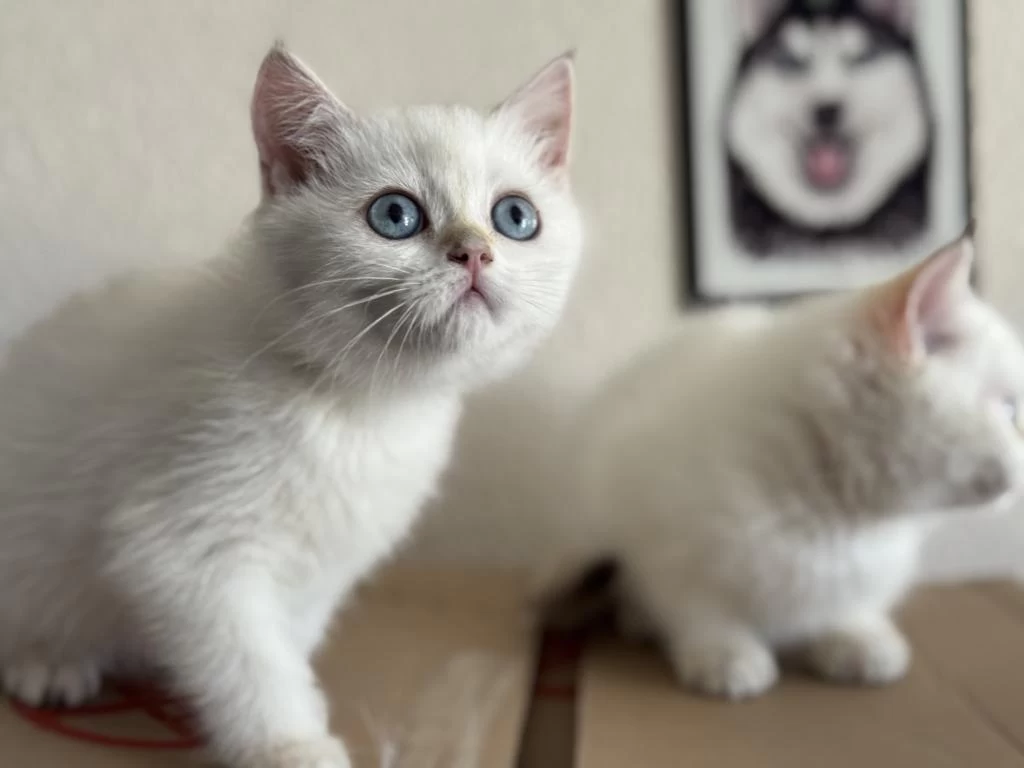 Ankaranın En Seçkin British Shorthair Yavruları