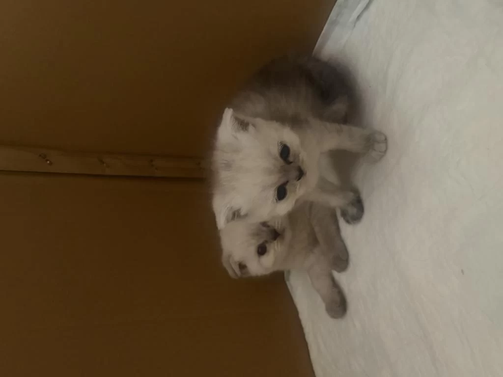 Sağlıklı Yavru Scottish Fold