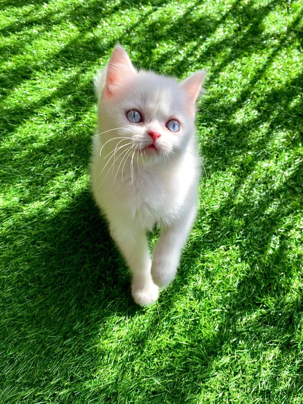 Pamuk Gibi Yavru British Shorthair