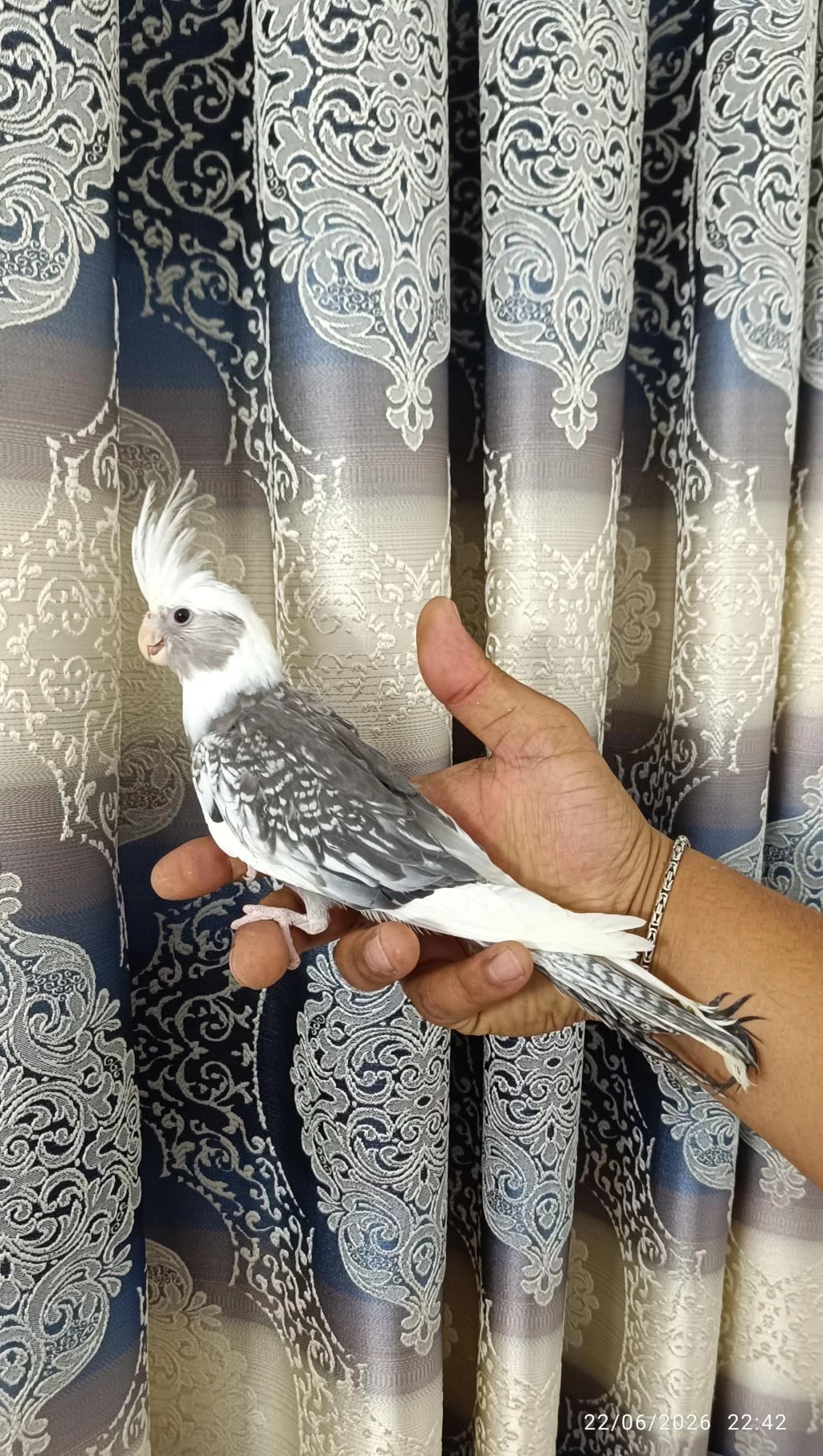 65 Günlük Yavru Ev Üretimi Wf Pearl Ele Alışkın Sultan