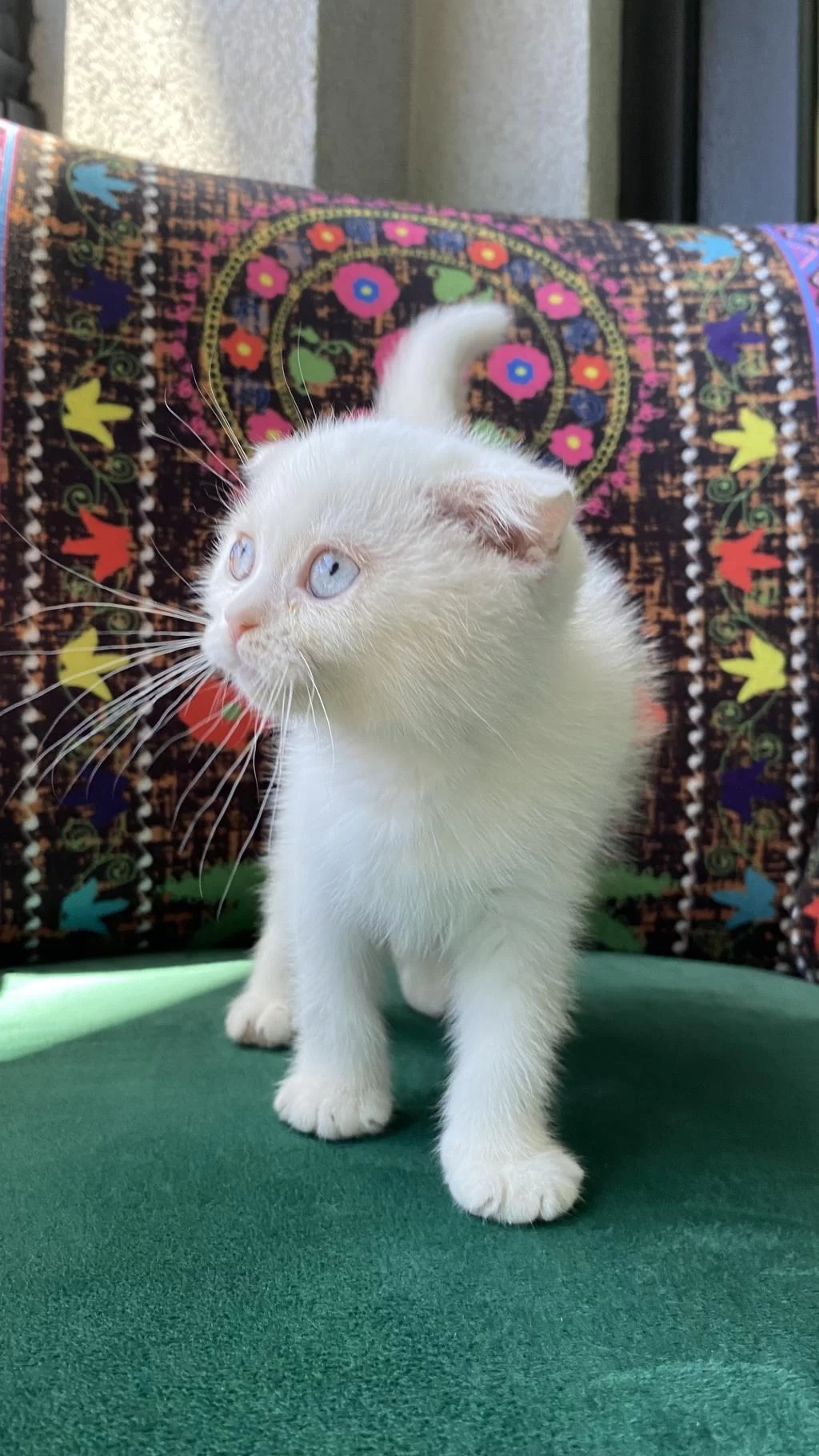 Bembeyaz Kırık Kulak Scottish Fold Yavru