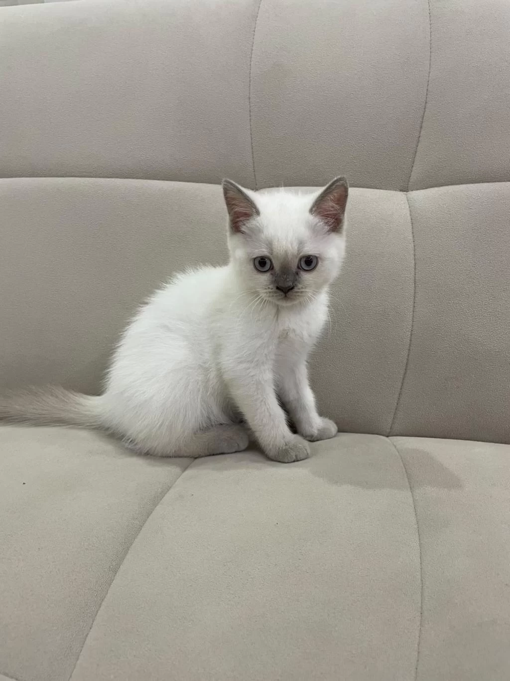 Aşılı British Shorthair