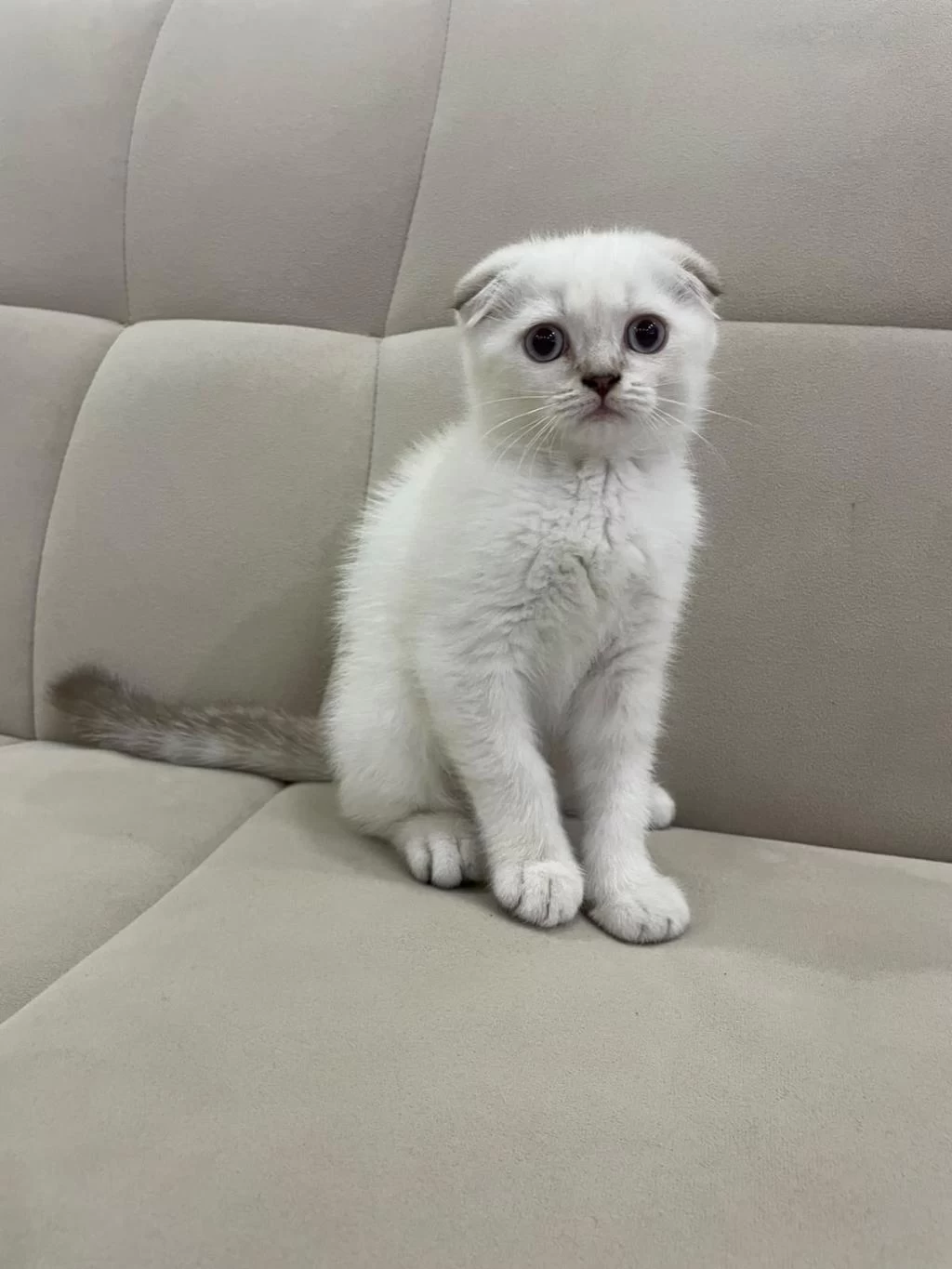 Aşılı Safkan Scottish Fold