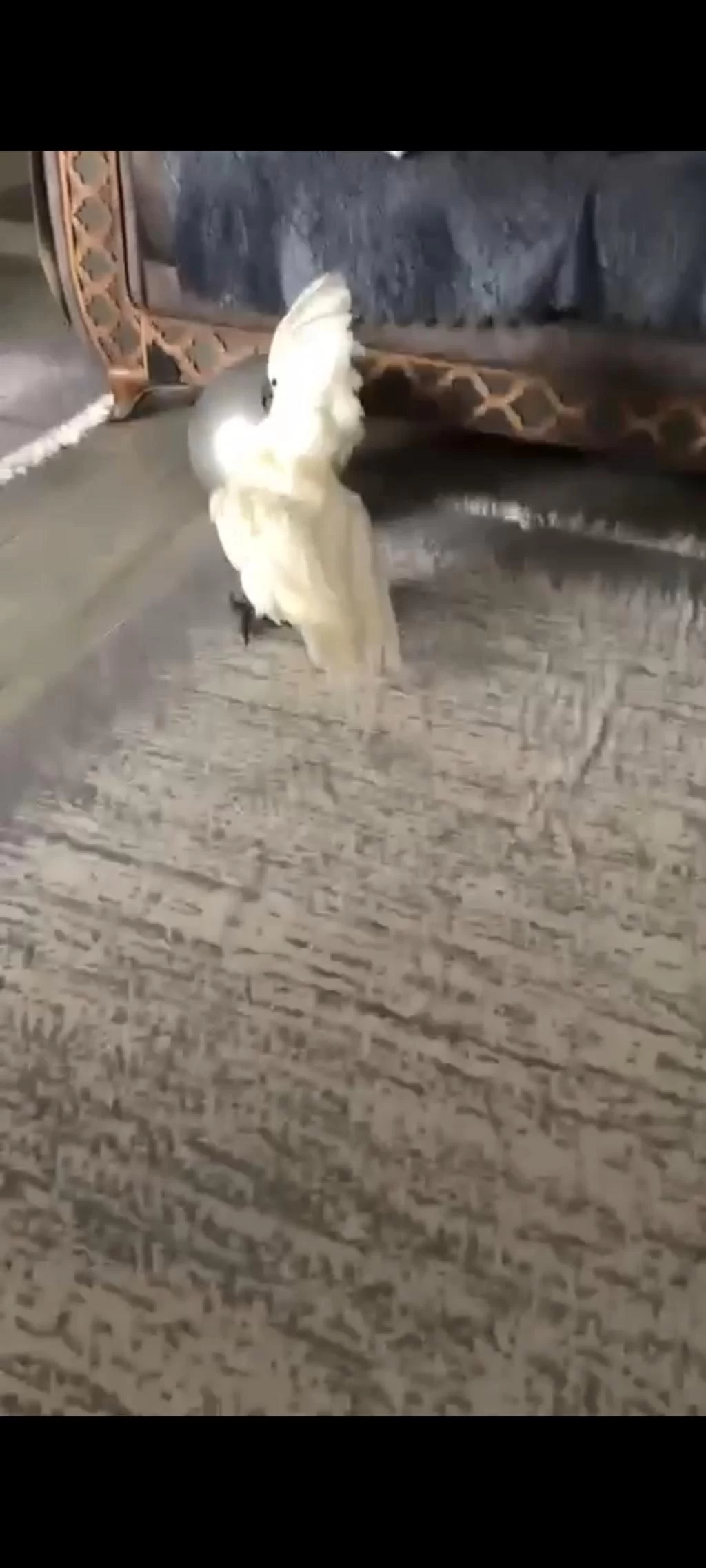 Full Evcil Bebek Gibi Umbrella Kakadu