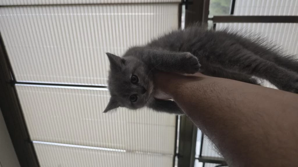 1.5 Aylık British Shorthair Yavrumuz