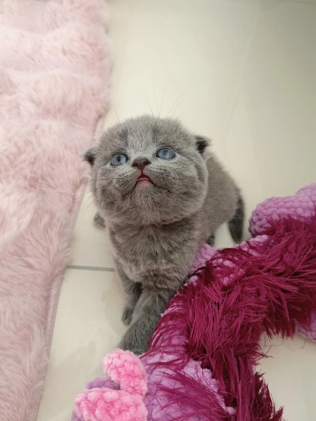 Harika Gri Scottish Fold
