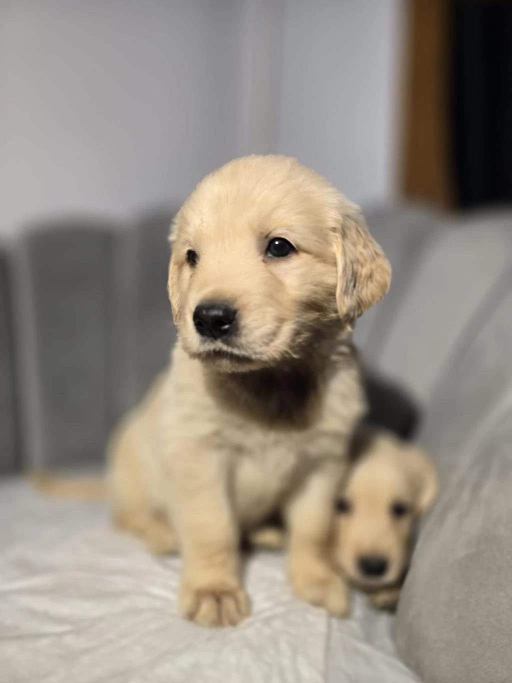 Orjinal Golden Retriever