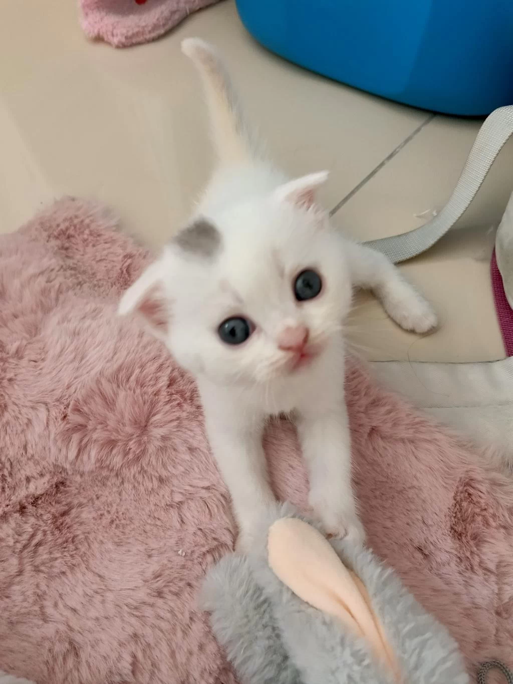 Harika Beyaz Scottish Fold