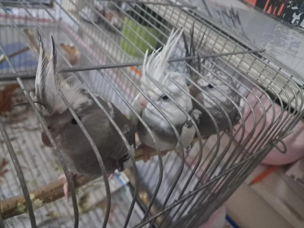 Ele Alisik Bebek Sultanlar