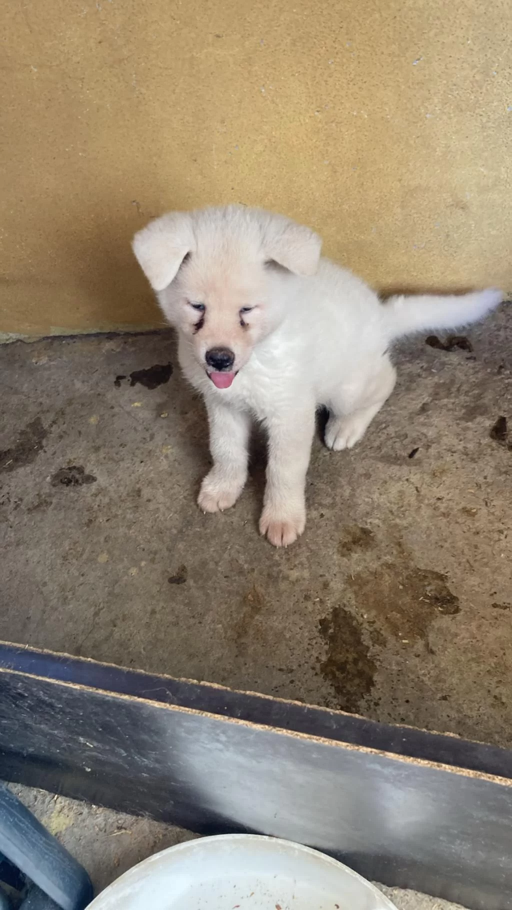 Sağlıklı Beyaz Akita