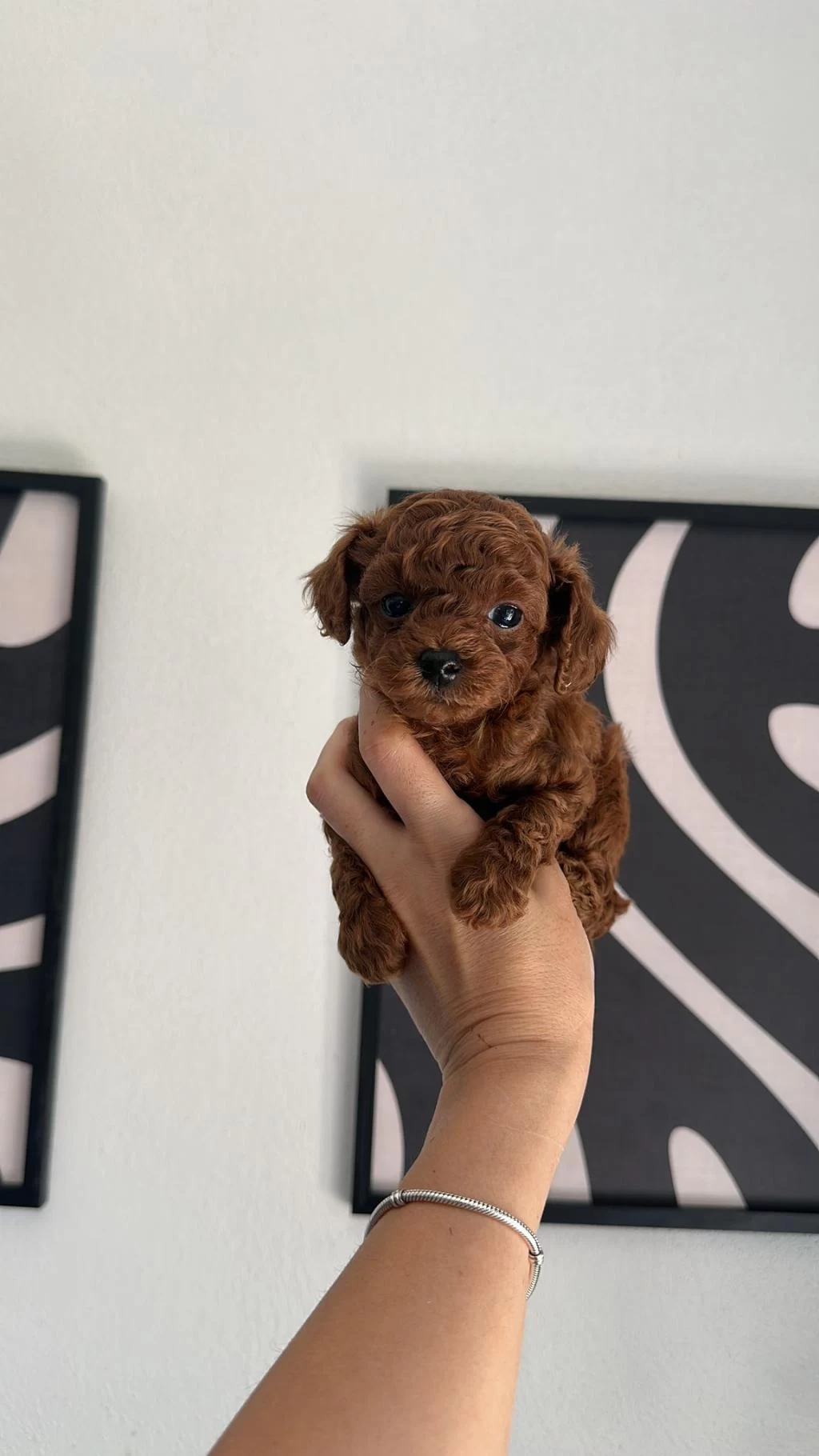 Toypoodle Yavrularımız
