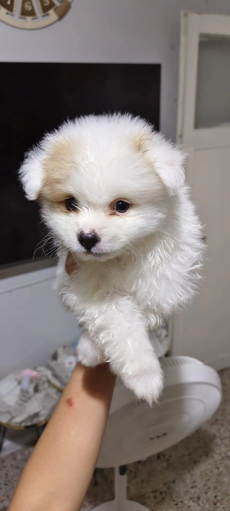 Pomeranian Erkek Ve Dişi Yavrularımız