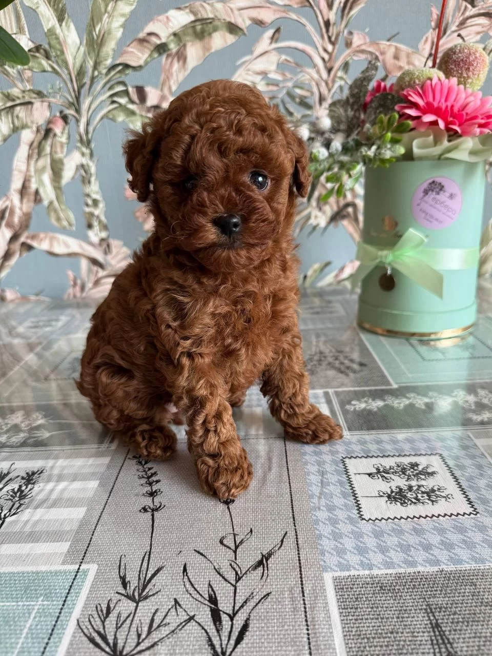 Efsane Teacup Parmak Kadar Toy Poodle
