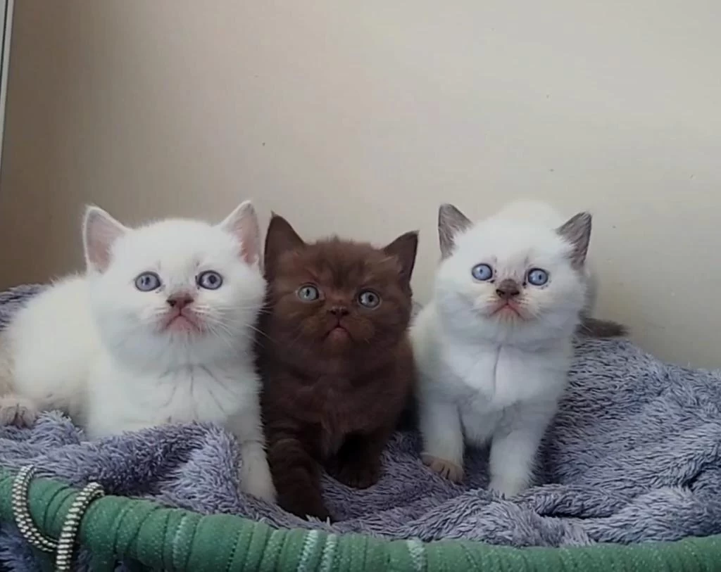 Çok Tatlı British Shorthair Yavrularımız