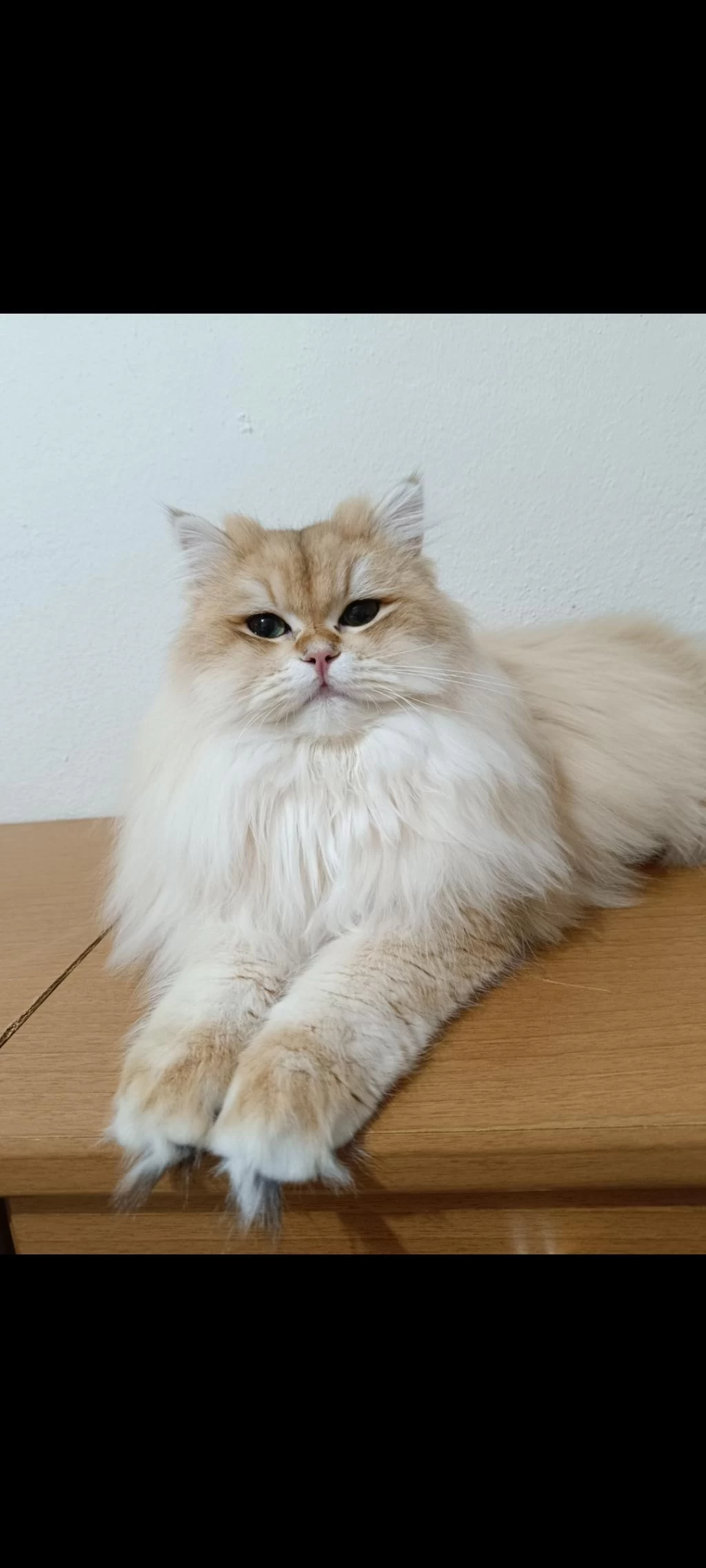 British Longhair Kocaman Centilmen Erkeğim Köfte