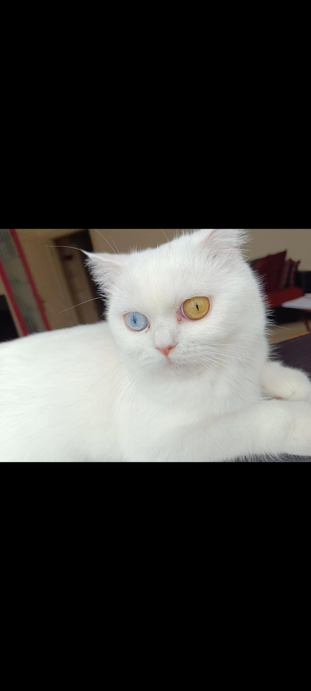 Dünyalar Güzeli British Shorthair Odd Eyes Sütlacım