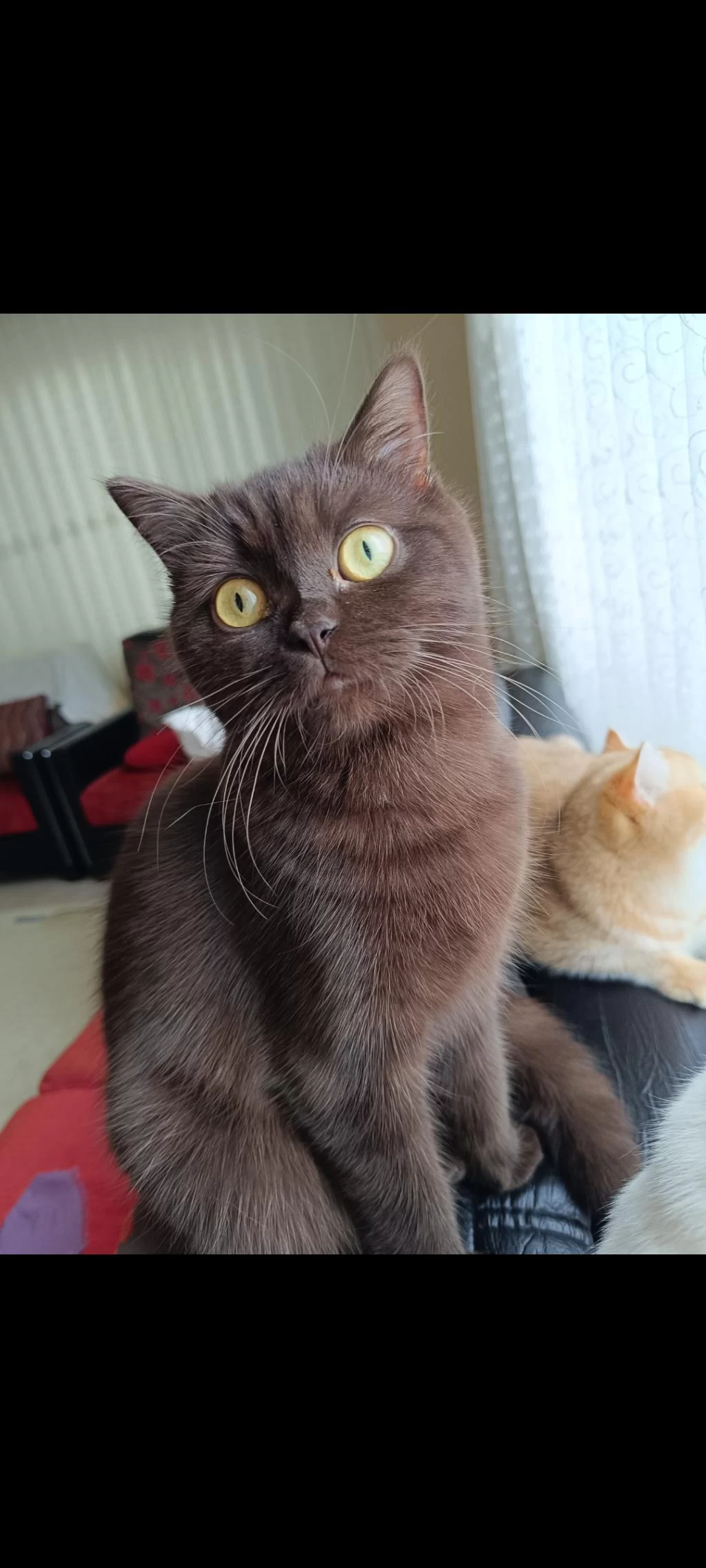 Çikolata Tatlılığında British Shorthair Kedim