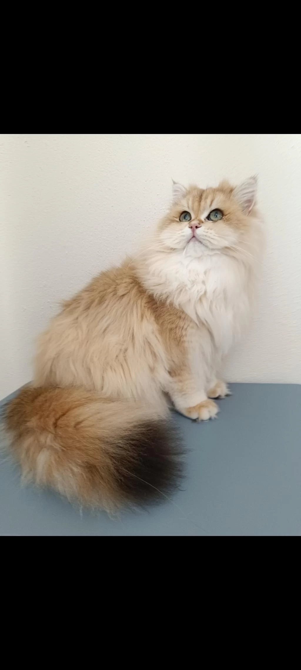 Karizmatik British Longhair Oğlum Köfte