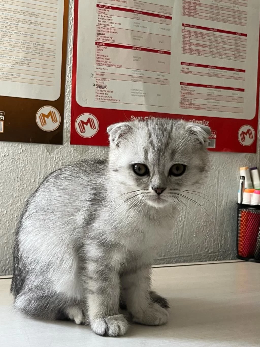 Scottish Fold Kediler
