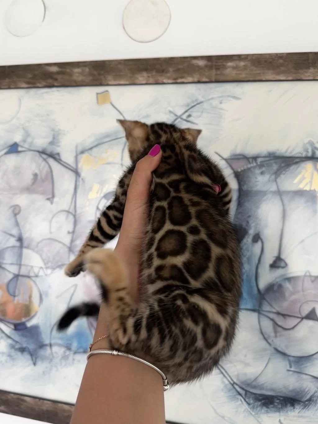 Exceptional Beauty Bengal Kittens – Wcf Registered