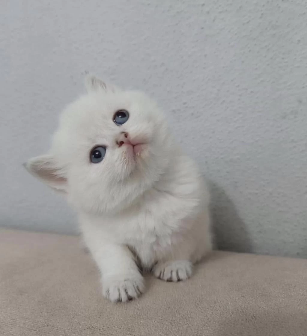 British Shorthair Kisa Tüylü Maviş