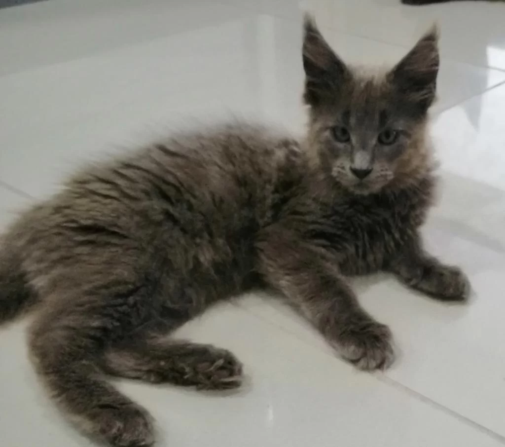 Minik Maine Coon Devler