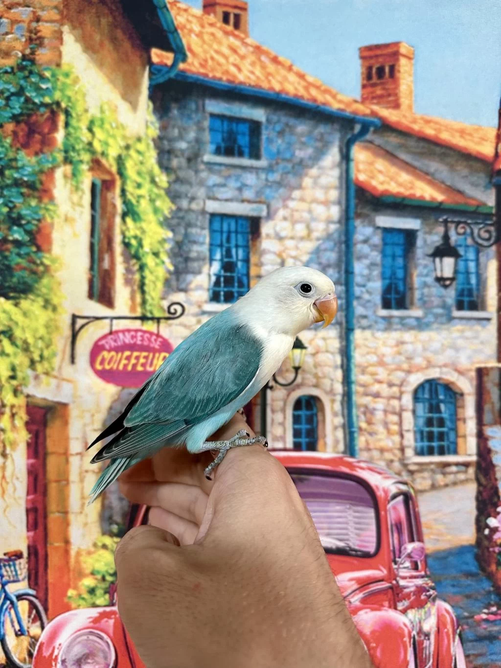 Cennet Papağani Yavru (üst Mutasyon)