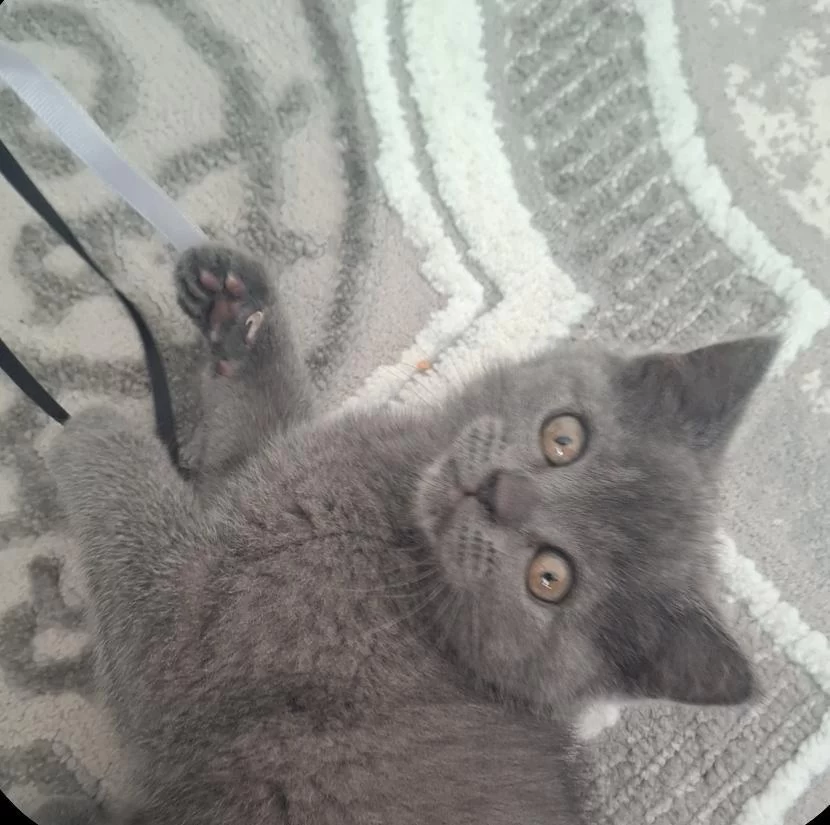 Yavru British Shorthair Kedimiz