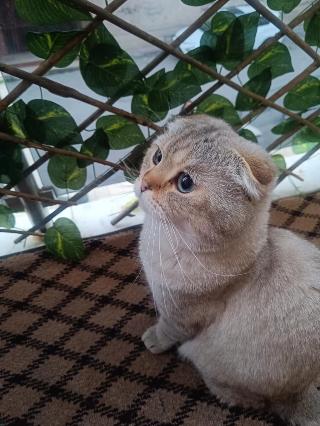 Scottish Fold Kedimize Sıcak Yuva Arıyoruz