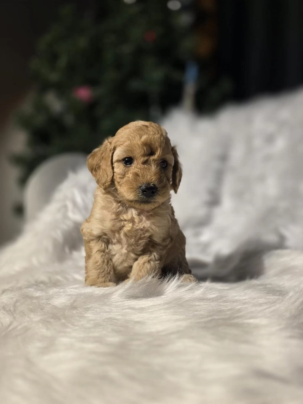Orjinal Teacup Maltipoo Yavrular