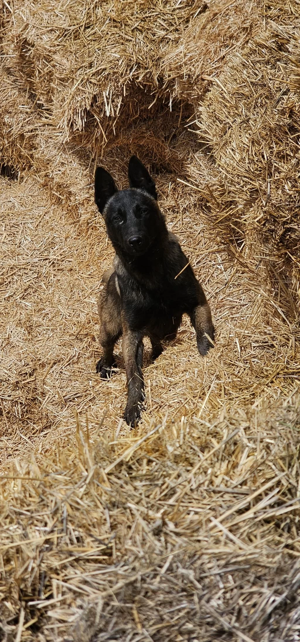 11 Aylık Romanya Kan Hattı Belçika Malinois