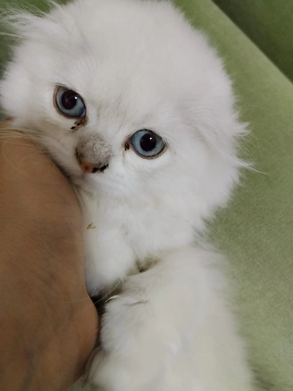 Scottish Fold Longhair Beyaz Güzellik