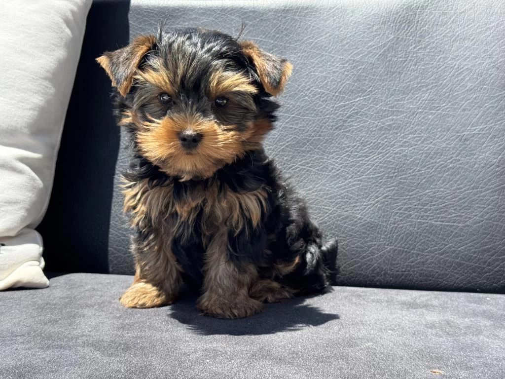 Petmode Köpek Çiftliğinden Tea Cup Yorkshire Terrier