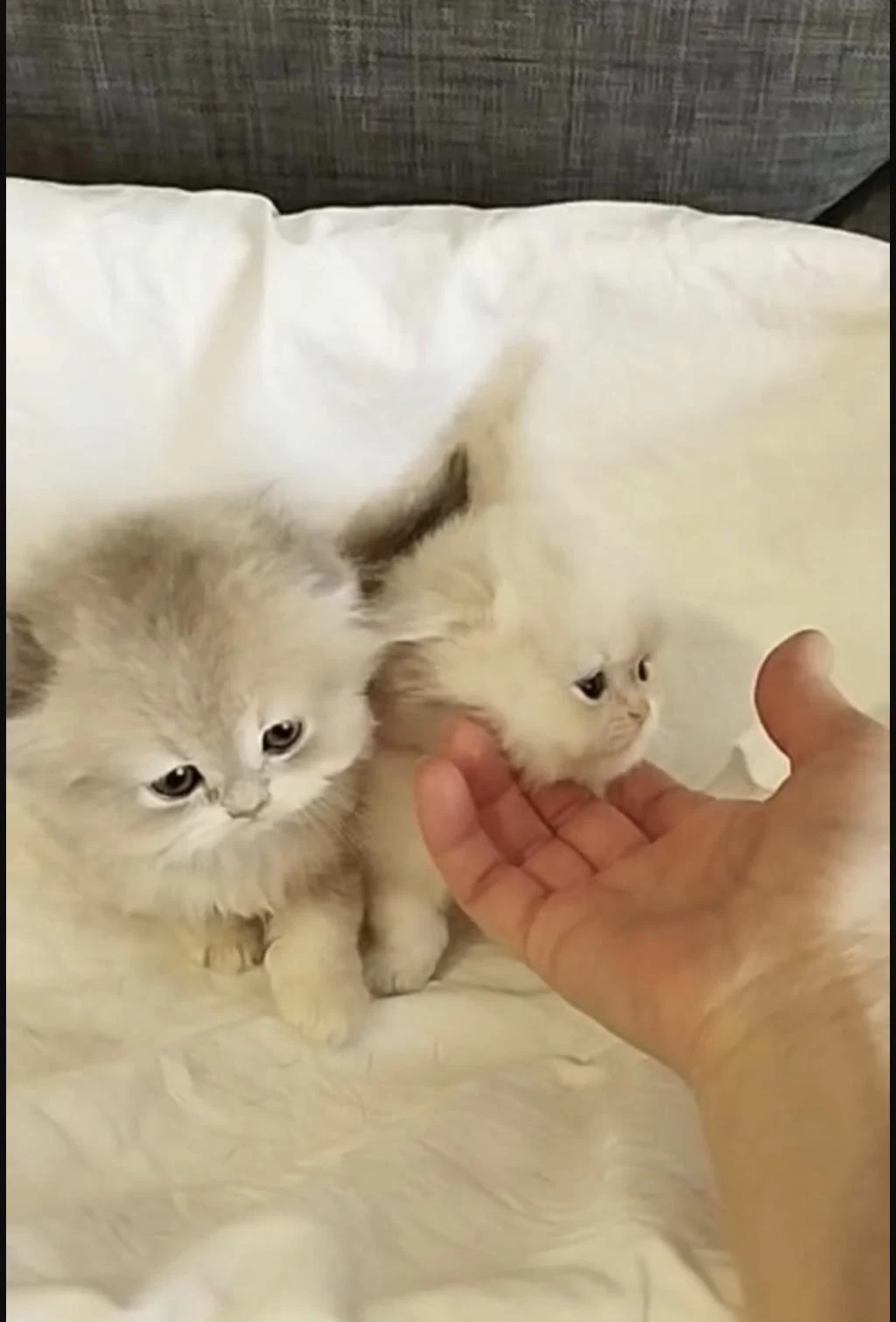 Safkan Scottish Fold Kediler