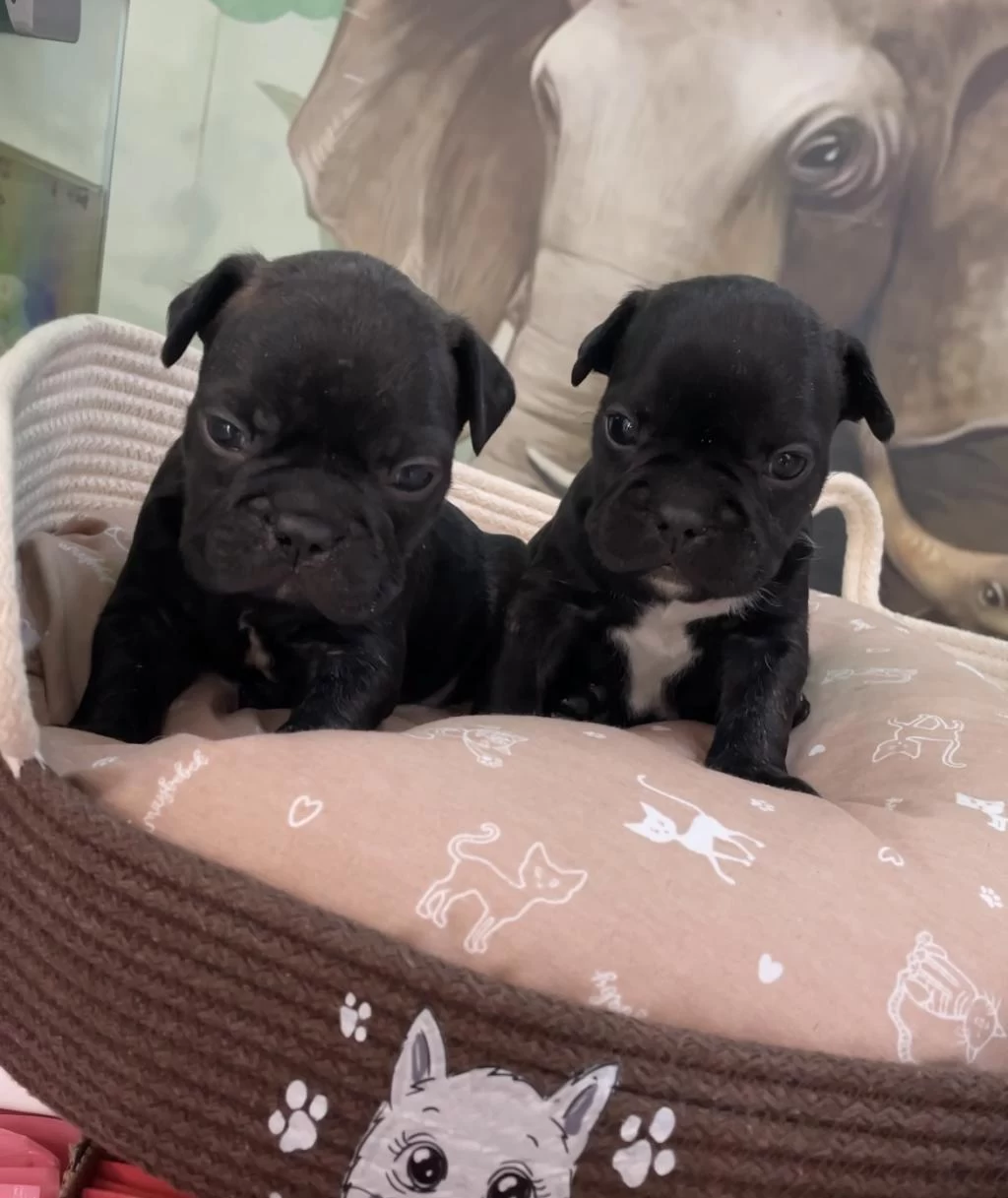 İrk Ve Sağlık Garantili French Bulldog Bebekler