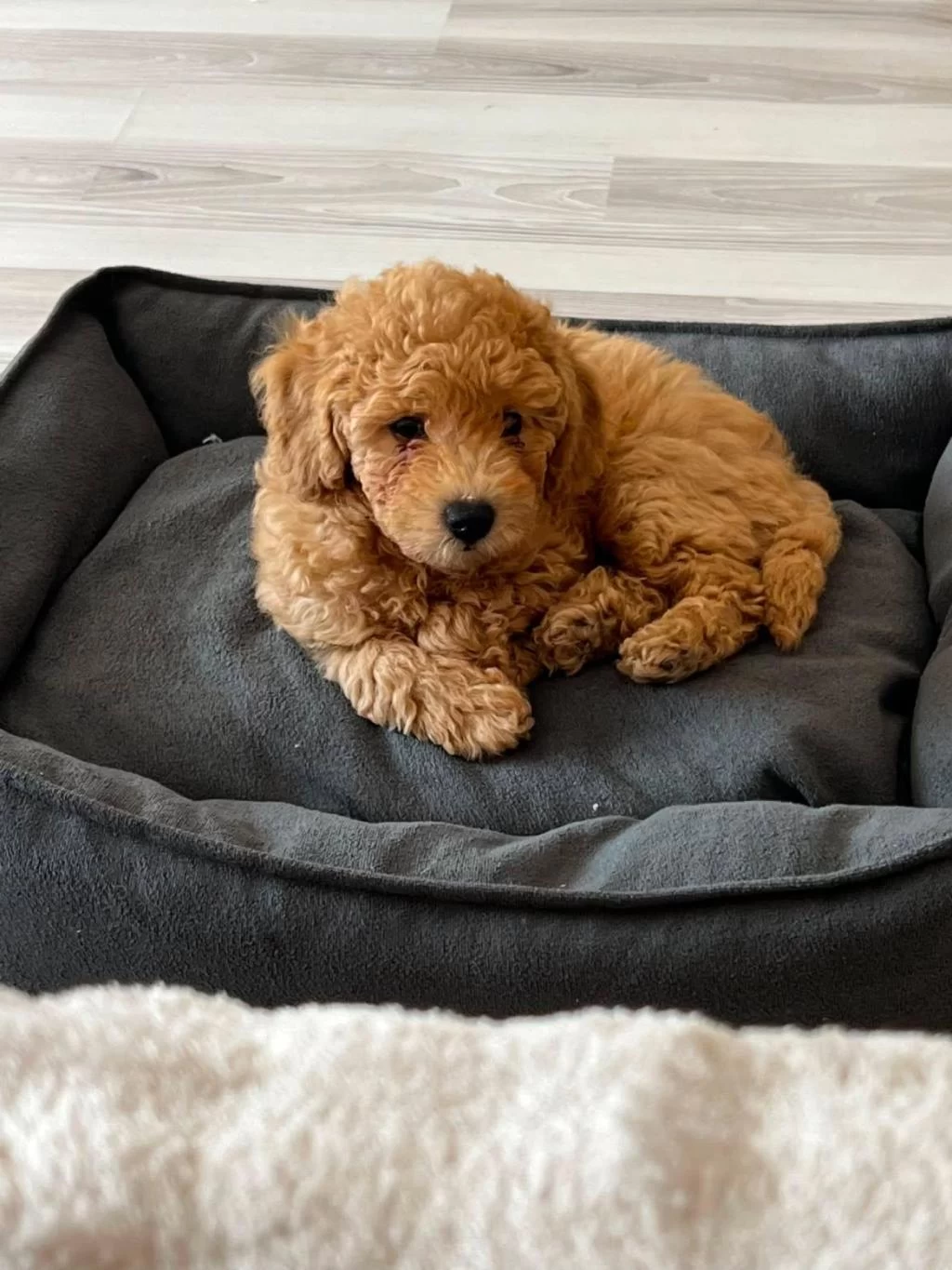 Harika Erkek Toy Poodle