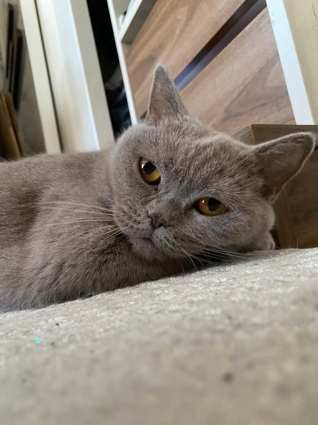 Ücretsiz British Shorthair Kedimiz