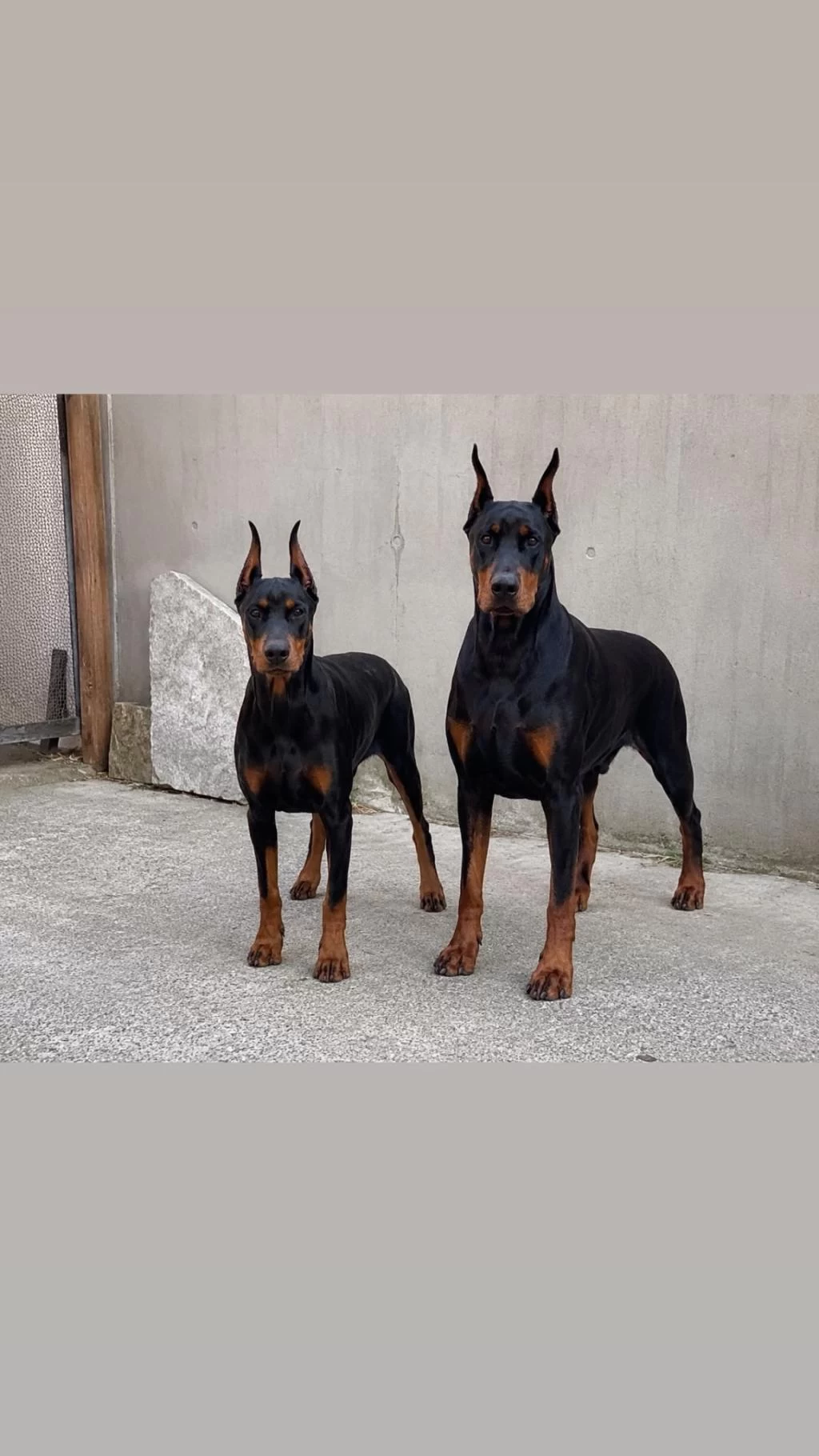 Ebeveyn Fotoğraflı Showclass Doberman Yavrumuz
