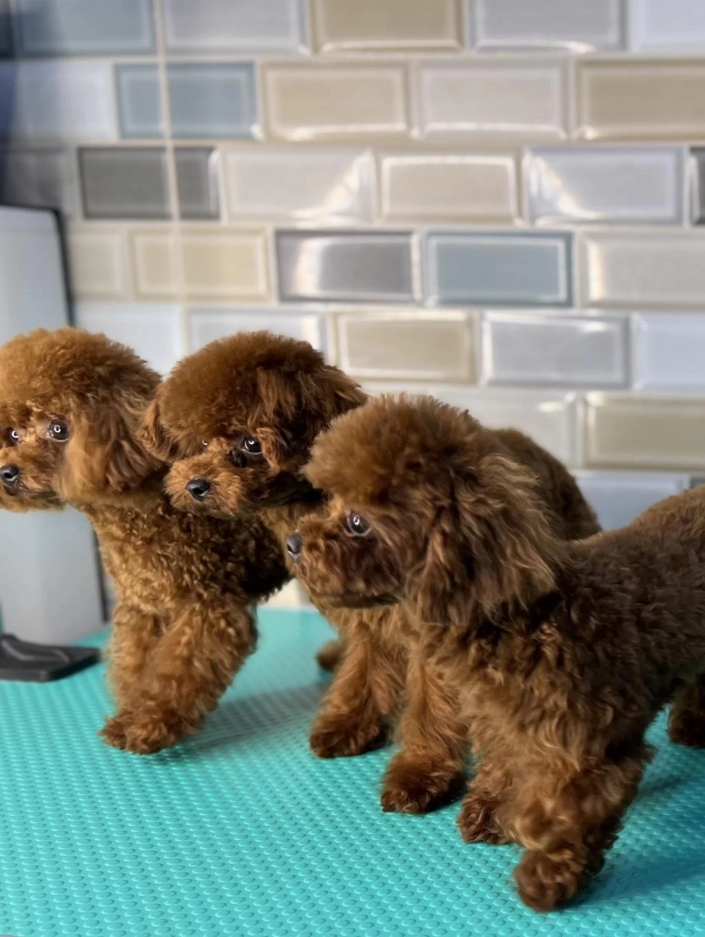 Kore Teacup Poodle Toy