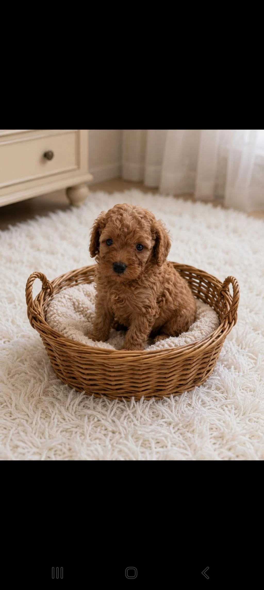 Küçük Poodle Yakişiklilar