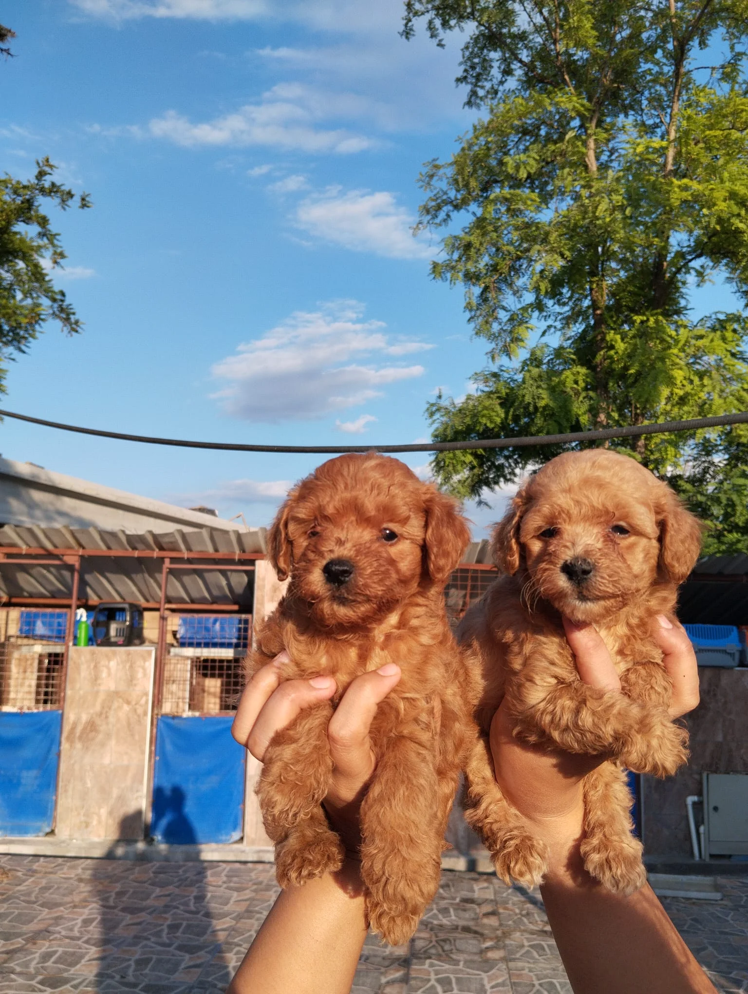 Toy poodle yavrularımız