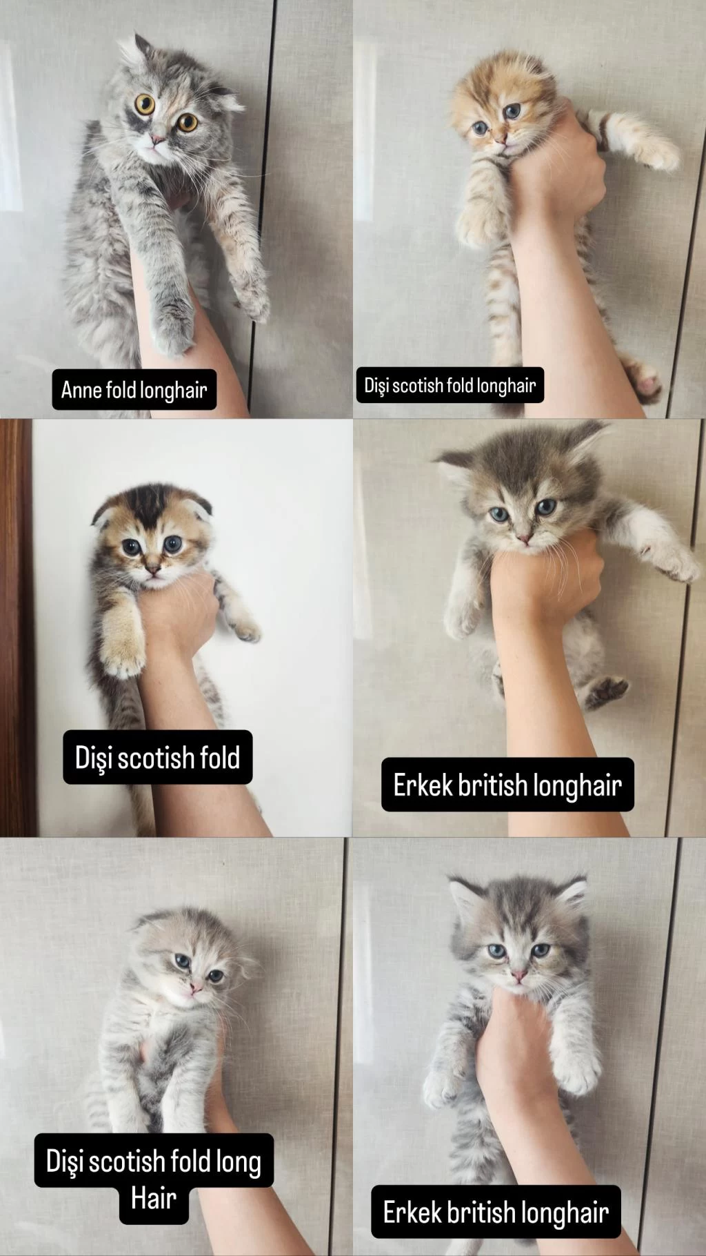 Birbirinden Sevimli Scottish Fold Yavrular