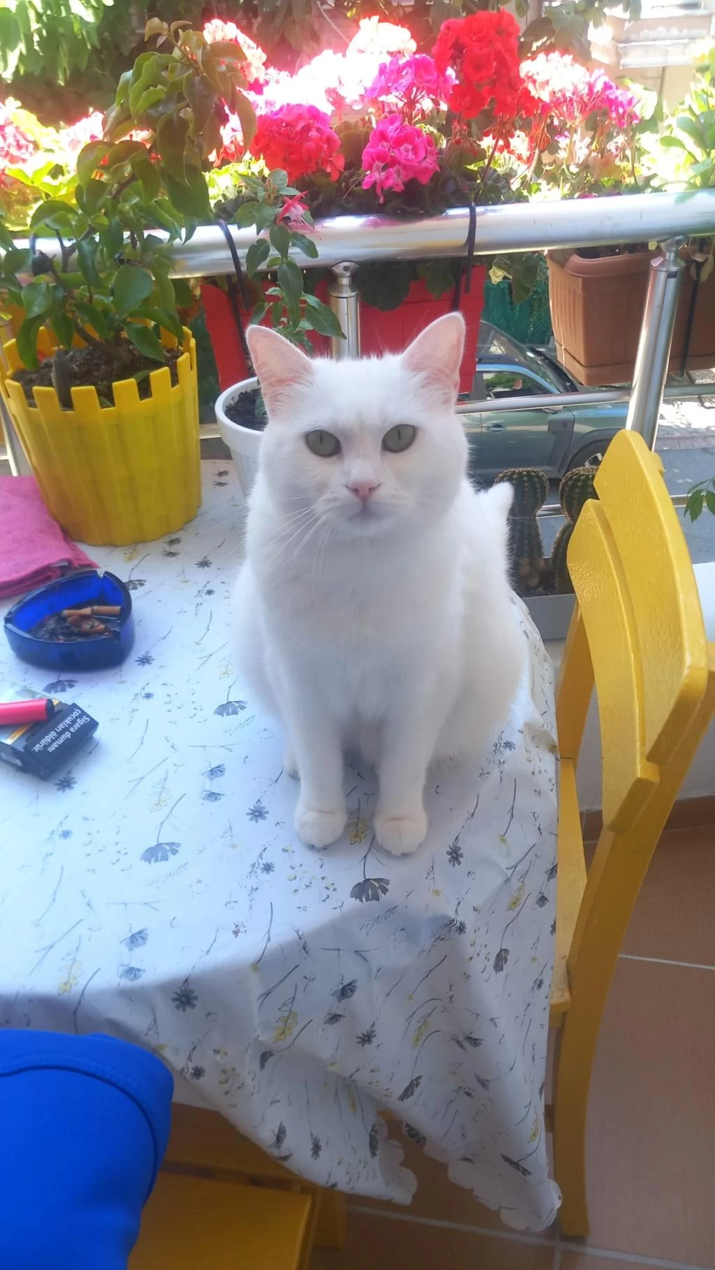 Safkan Dişi 1 Yaşında British Shorthair