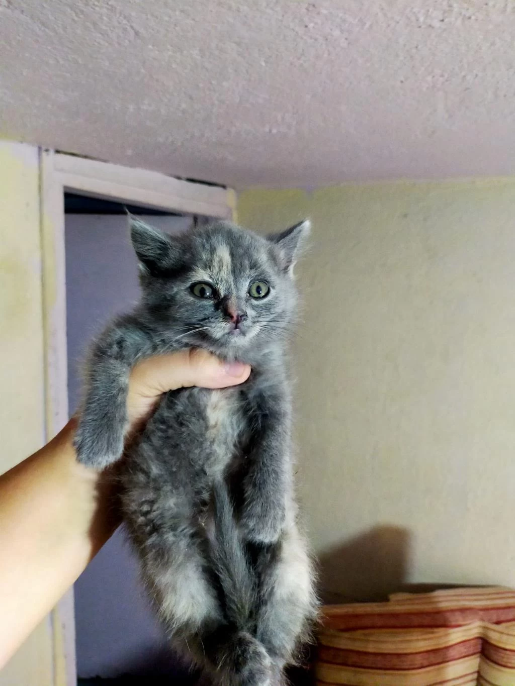 Kedilerimiz Yeni Yuvalarını Gitmeye Hazırlar