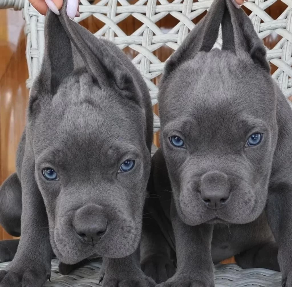 A Scr Cane Corso Yavrularımız