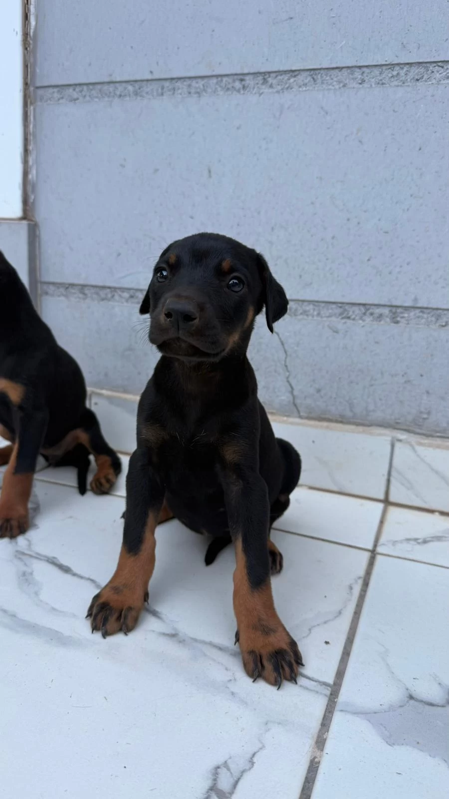 Doberman Yavrularımız