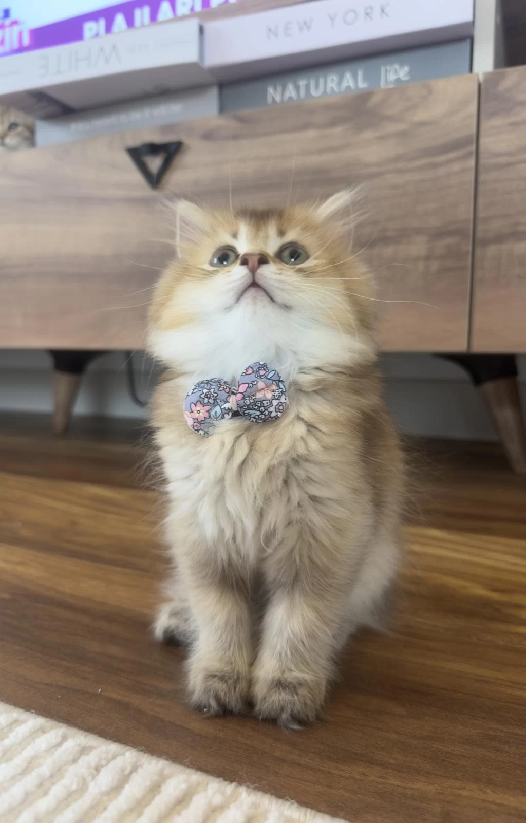 British Longhair Golden Ny25
