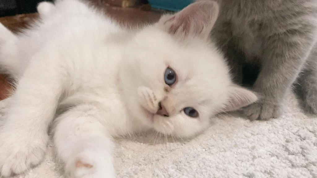 12 Mayıs Doğumlu British Shorthair Yavrularımız
