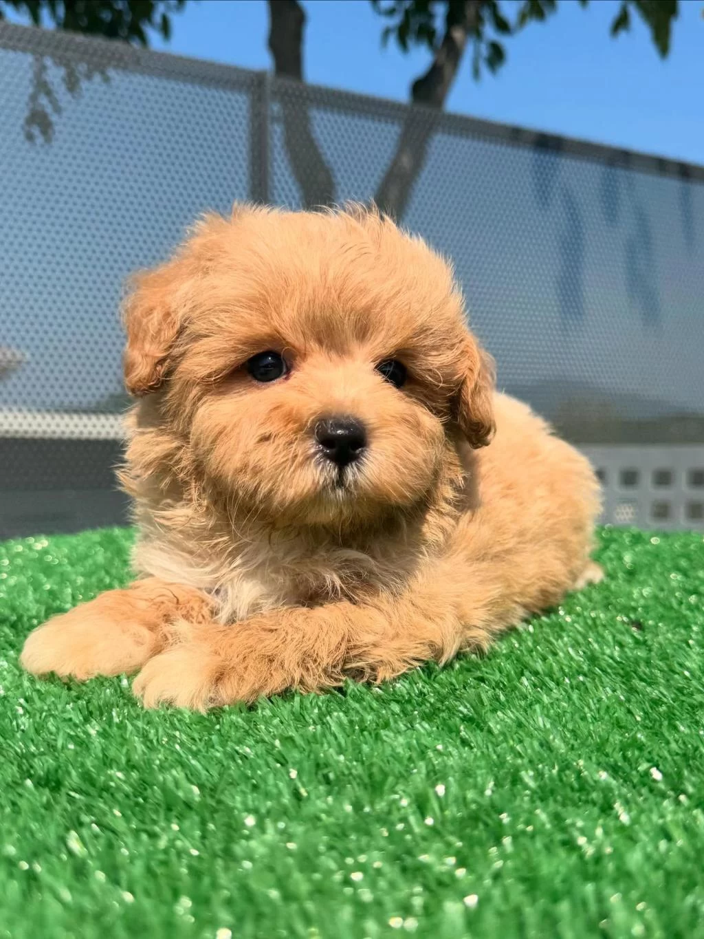 F2 Maltipoo Yavrulari