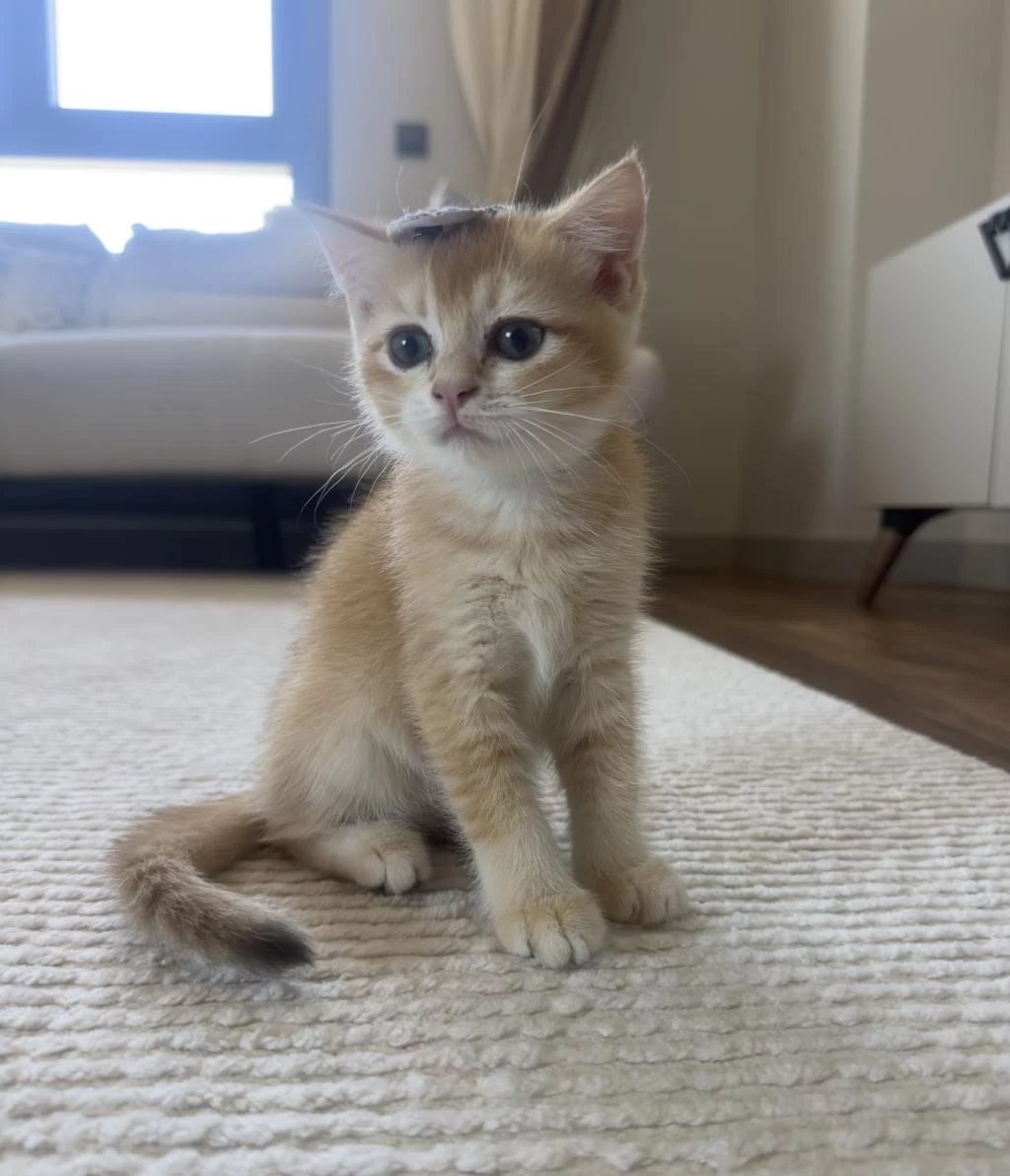 British Shorthair Golden